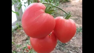 Великолепные сахарные и супер сладкие сорта томатов, которые я очень люблю выращивать на своей даче!