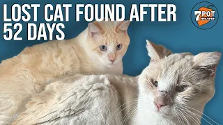 Lost Cat Found After 52 Days: Freddy is Home!