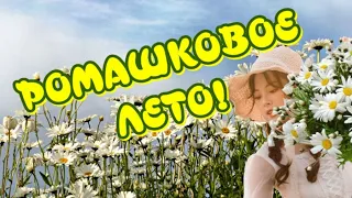 РОМАШКОВОЕ ЛЕТО🌼🌼🌼 Очень красивая музыка🎶Музыкальный клип для друзей