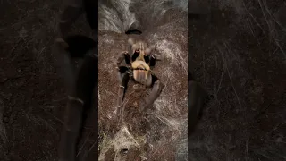 Cyriopagopus sp Bach Ma feeding.