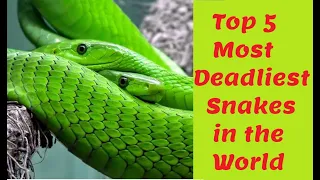 Top 5 Most deadliest dangerous snakes in the world