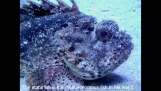 dont step on a stonefish XD