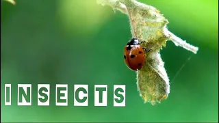 "INSECTS"  Short Video With Relaxing Natural Sounds || Insects beauty.