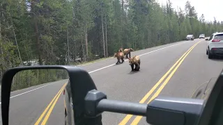 Teton Grizzly Bear 399 and her 4 cubs. Filmed May 8 2021.