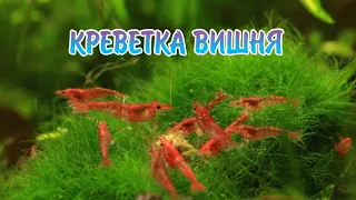 КРЕВЕТКА ВИШНЯ. СОДЕРЖАНИЕ И РАЗВЕДЕНИЕ .