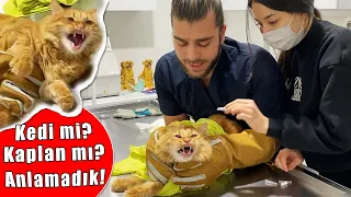 CAT ATTACK! 😱 HE BITE MY HAND SO HARD! 😨 (eng sub)