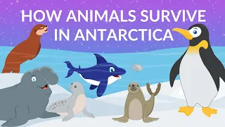 How do Animals Survive in Antarctica  | Animal Life in Antarctica | Video for Kids