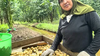 Suasana perkampungan warga madura di kalimantan saat panen langsat