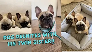 Dog Reacts To Being Reunited With His Twin Sister! | CUTEST Reaction