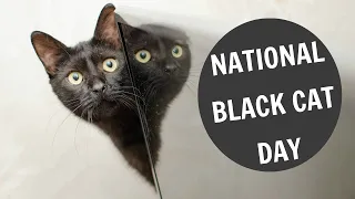 National Black Cat Day - October 27, 2020 - On This Day In History