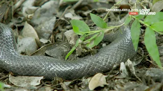 Африканские когти и челюсти / Africa's Claws & Jaws 4 серия  Диковинные рептилии Remarkable Reptiles