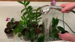 Горячий душ для орхидей, удобрение по листу