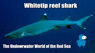 Белоперая рифовая акула. Whitetip reef shark