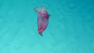 See-Through Purple Sea Cucumber Wiggles Into Our Hearts | Nautilus Live