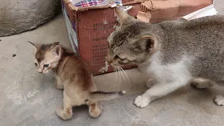 Mom cat talking to her kittens | Mother Cat Calling Her Kitten