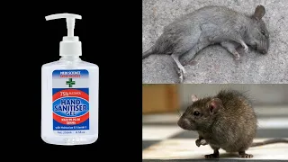 How To Kill Rats Within 30 minutes || Home Remedy |Magic Ingredient | Mr. Maker