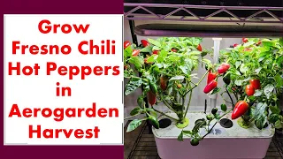 Fresno Chili Hot Peppers in Aerogarden Harvest Hydroponics Growing System