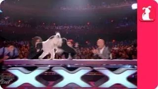 America's Got Talent Winners - Olate Dogs