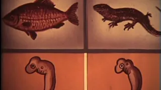 Доказательства эволюции органического мира. Леннаучфильм, 1989г.