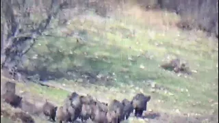 Samsun Domuz Avı Wild Boar Hunting