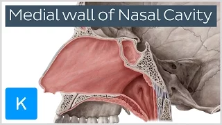 Medial Wall of the Nasal Cavity (preview) - Human Anatomy | Kenhub