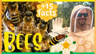 Bees for Kids | Learn about Honey Bees, Pollination, Beekeeping for Kids | 15 facts about BEES!