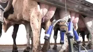 The 7 Habits of Highly Successful Milking Routines: The Complete Milking Routine