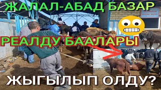 ЖАЛАЛ-АБАД МалБАЗАРДЫ жыгылып олу🥶РЕАЛДУ БААЛАРЫ 😱🔥#кыргызстан #жалалабадмалбазары #малбазар #озгон