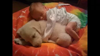 Golden Retriever Puppies and Babies always are best friend - Puppy and baby compilation