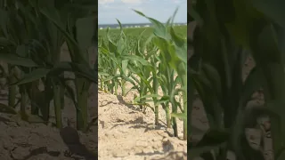 Безопасное внесение гербицидов на кукурузе. #сельскоехозяйство #агробизнес #кукуруза