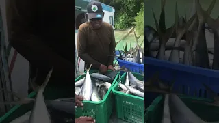 Maldivian fisher man fishing .