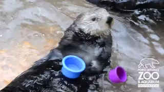Nellie the Sea Otter stacks cups at Point Defiance Zoo & Aquarium