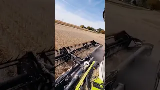 CLAAS LEXION 8800 // soybean Harvest Season #shorts #short #viral #tractor #claas