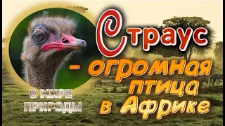 📗 "Страус - огромная птица в Африке" ~ СЛАЙДЫ | РАССКАЗ Христианский 👧☀️ В МИРЕ ПРИРОДЫ ~