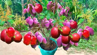 Use this method to propagate mango branches with apples get fast fruit 100%