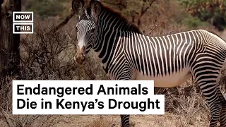 Drought Kills Endangered Animals in the Horn of Africa