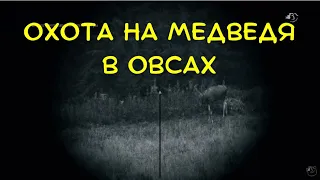 Охота на медведя в овсах