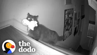 Cat Caught On Hidden Camera Stealing Human Sister's Toys At Night | The Dodo Cat Crazy