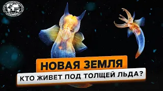 Новая Земля. Погружение в неизвестность