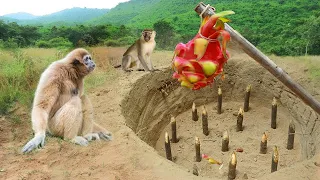 Easy Monkey Trap Technology Make From Deep Hole Trap With Dragon Fruit - Simple Monkey Trap