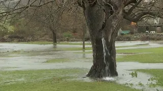 Water emerges from a 150-year-old mulberry tree after heavy rainfall