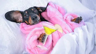 Life Is Better With Pyjama! Cute & funny dachshund dog video!