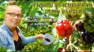 My daily life in Bulgaria; Picking Blackberries in my garden