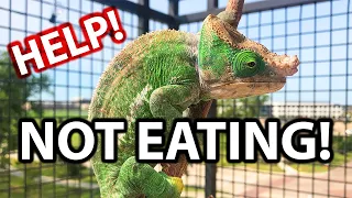 Pet chameleon isn't eating their food or only eating 1 type of bug