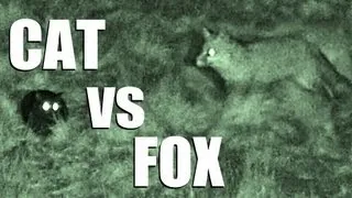 Fieldsports Britain - Cat vs Fox - night vision in action
