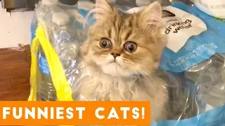 Try Not to Laugh Ultimate Cat and Kitten Compilation | Funny Pet Videos