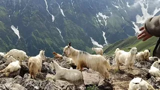 Life Of Himalayan Goat