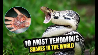 10 MOST VENOMOUS SNAKES IN THE WORLD (YOU WON'T BELIEVE WHAT HAPPENS)