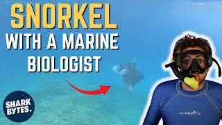 Snorkel with a Marine Biologist In the MALDIVES!