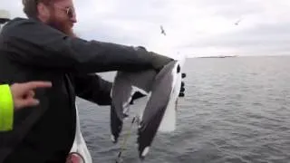 Поймал птицу руками Caught a bird hands